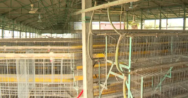 ময়মনসিংহে মুরগিশূন্য খামার